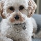Callancity Rectangular Custom Dog Name Tags For Pet Accessories, Cute tags WIth Engraved Dog Names, Personalized Design Dog Tags, Pet ID Lettering Tags Callancity Rectangular Custom Dog Name Tags For Pet Accessories, Cute tags WIth Engraved Dog Names, Personalized Design Dog Tags, Pet ID Lettering Tags