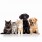 Pet Supplies